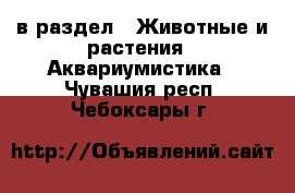  в раздел : Животные и растения » Аквариумистика . Чувашия респ.,Чебоксары г.